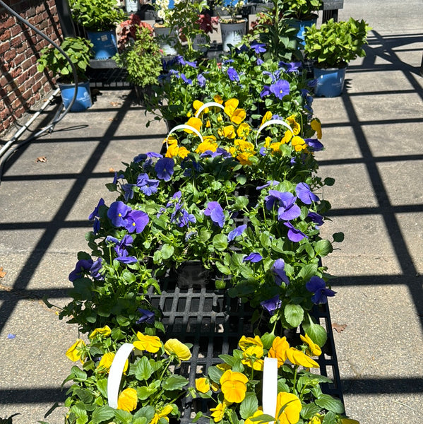 Pansy