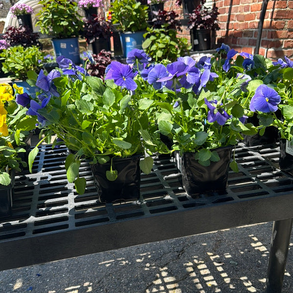 Pansy