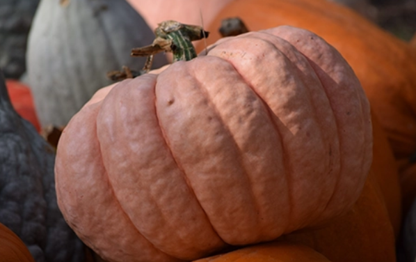 Stacking Pumpkins