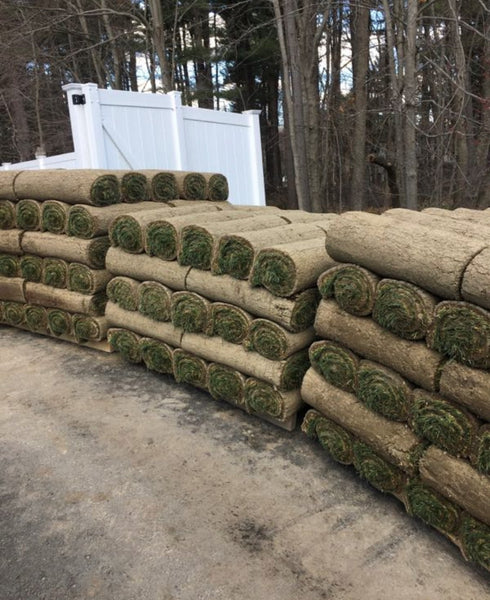 Bluegrass Fescue Sod