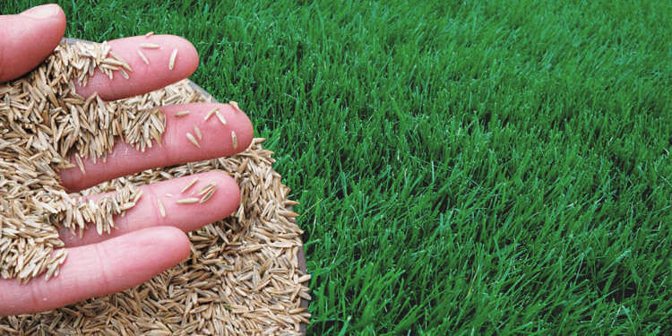 grass seed for low light Grass Seed Metro Sun and Shade Mix – T&B Landscaping Garden Center