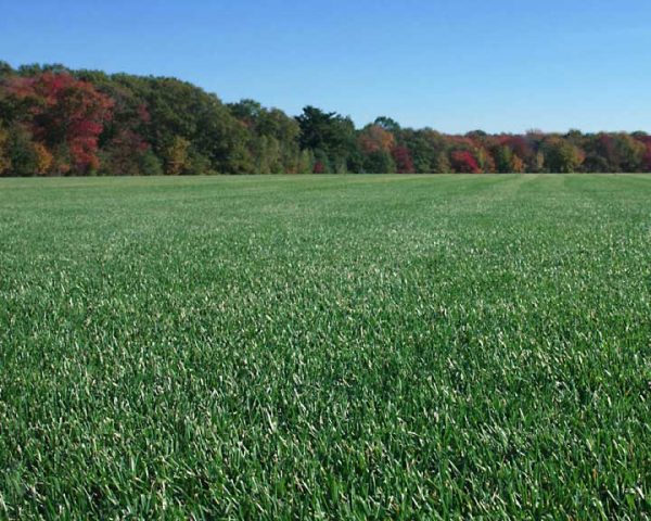 Bluegrass Fescue Sod