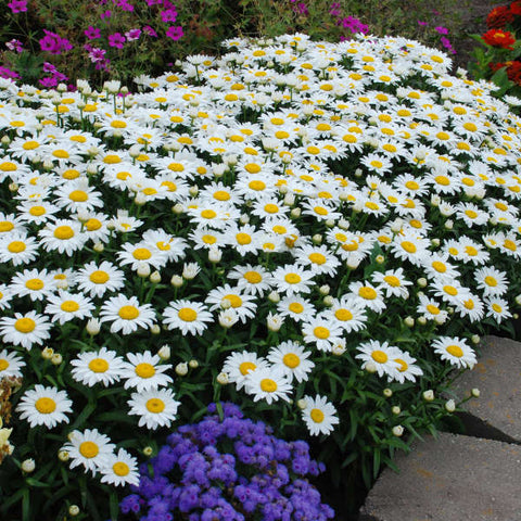 Leucanthemum superbum 'Snowcap' Shasta Daisy