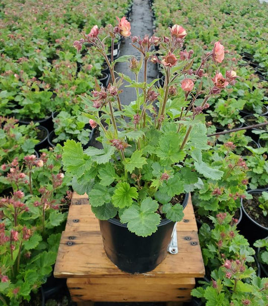 Geum Tempo Rose