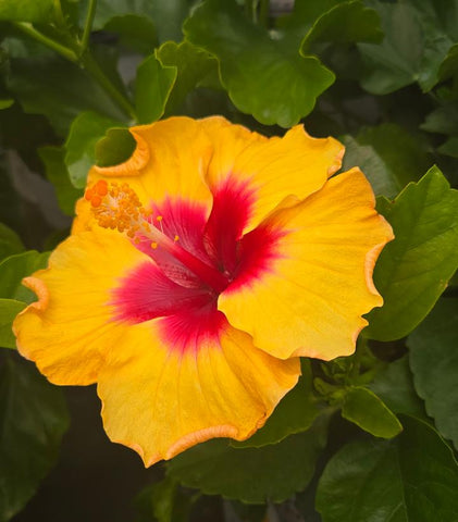 HIbiscus rosa-sinensis Hollywood Hibiscus® Rico Suave