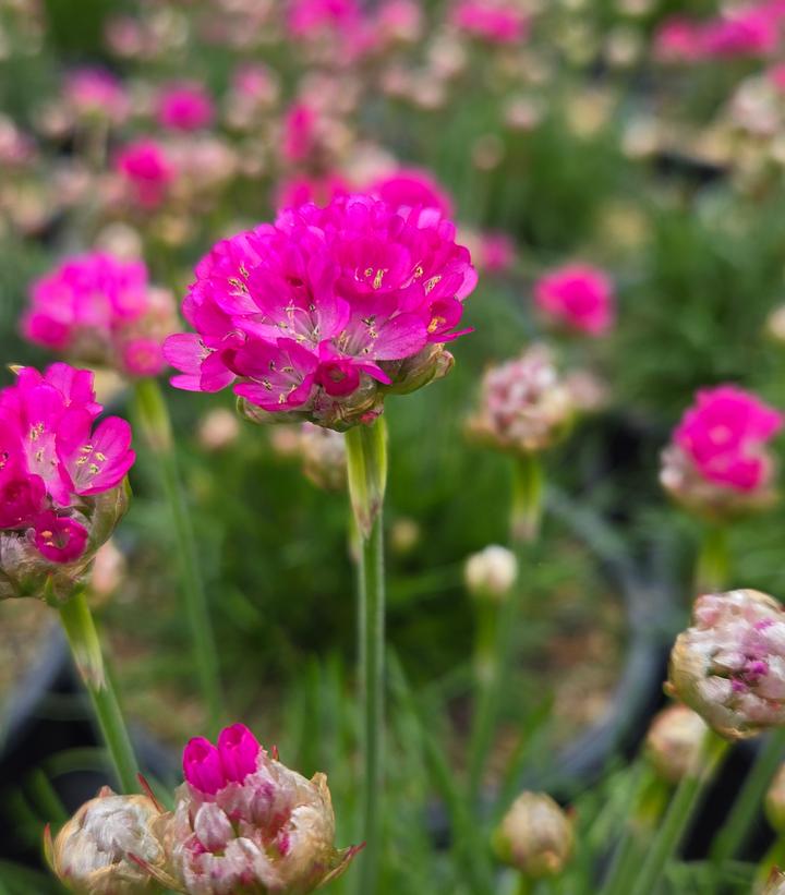 Armeria Maritima 'Morning Star Deep Rose'