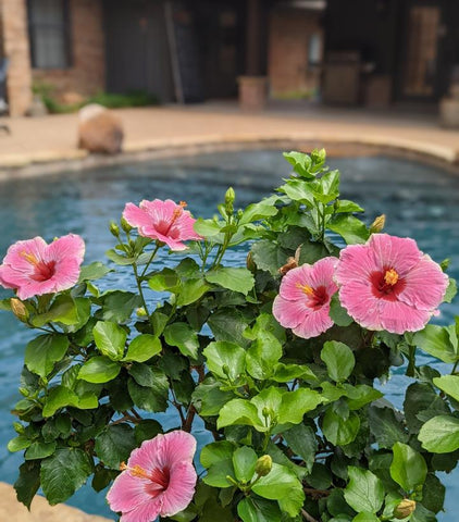 Hibiscus rosa-sinensis Hollywood Hibiscus® America's Sweetheart