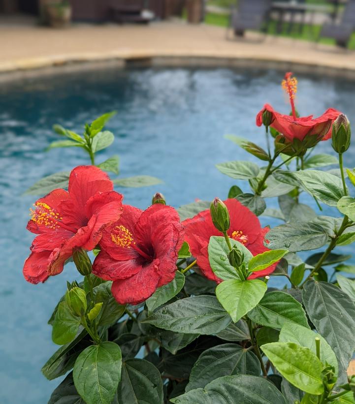 Hibiscus rosa-sinensis Hollywood Hibiscus® Hot Shot