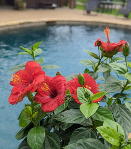 Hibiscus rosa-sinensis Hollywood Hibiscus® Hot Shot