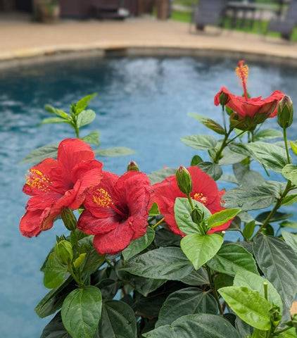 Hibiscus rosa-sinensis Hollywood Hibiscus® Hot Shot