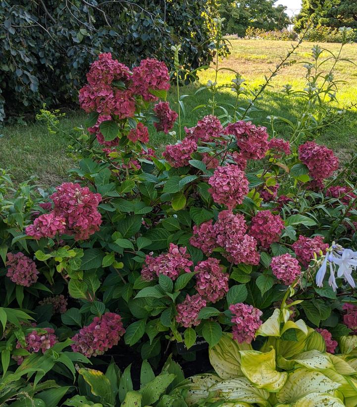 Hydrangea mac. Endless Summer Bloomstruck – T&B Landscaping Garden Center