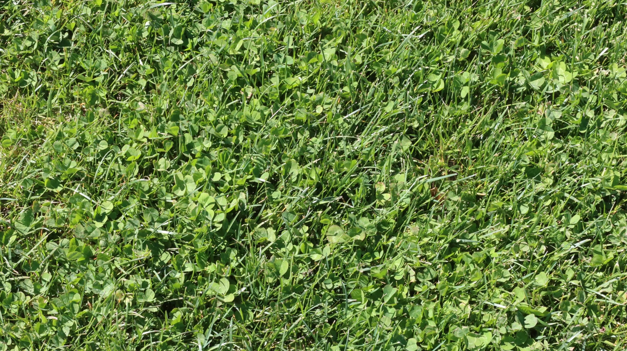 Micro Clover Sod