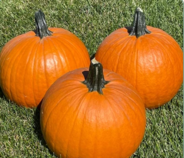 Orange Pumpkins