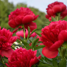Paeonia lactifolia 'Lady in Red'