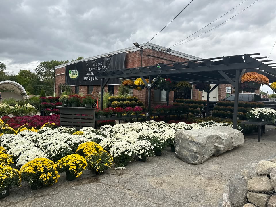 Fall mums in bloom at T&B Garden Center, 11 Lupine Rd Andover