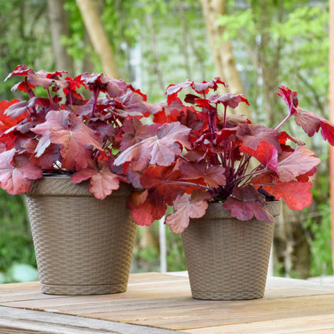 Primo® 'Mahogany Monster' Coral Bells