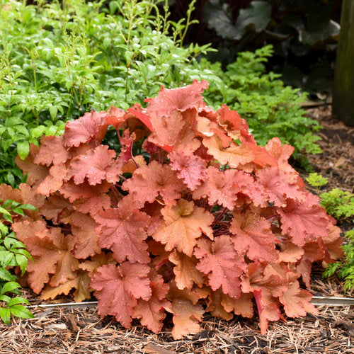 Primo 'Peachberry Ice' Coral Bells