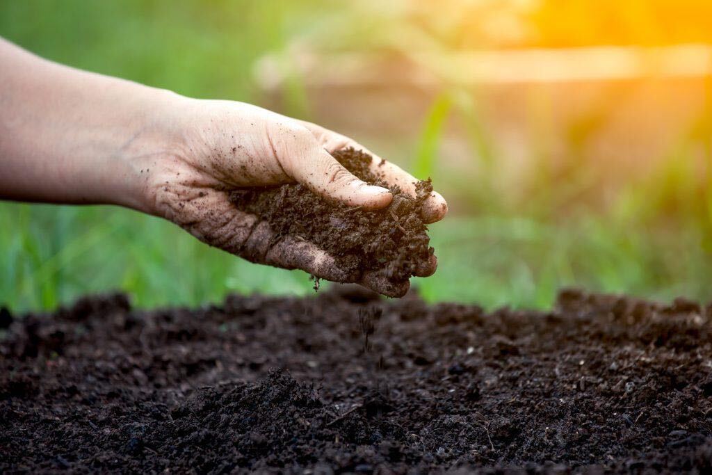 Hand holding screened compost over a garden bed