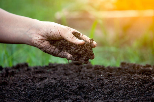 Hand holding screened compost over a garden bed