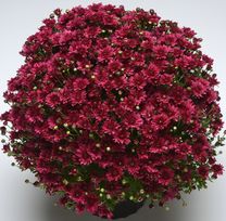 Mums 8” Pot