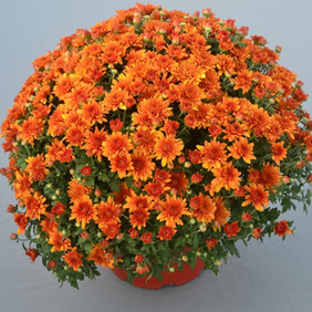 Mums 8” Pot