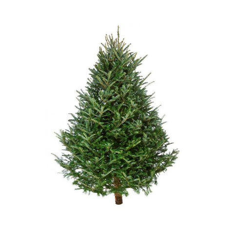 Balsam Hybrid Live Christmas Tree