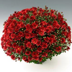 Mums 8” Pot