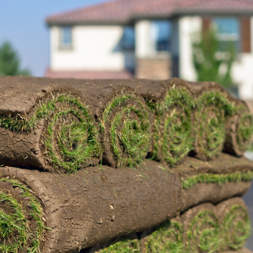 Bluegrass Fescue Sod