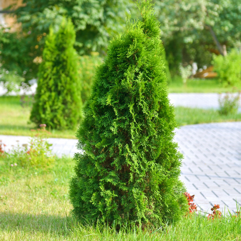 Emerald Green Arborvitae