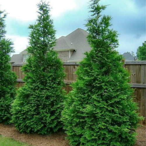 Thuja Green Giant Arborvitae – T&B Landscaping Garden Center