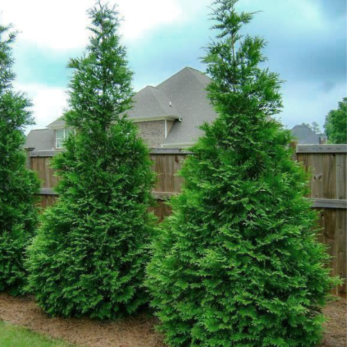 Thuja Green Giant Arborvitae