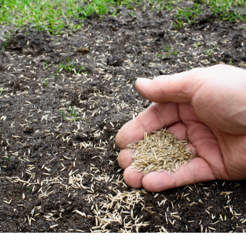 Grass Seed Turf Select Sun and Shade