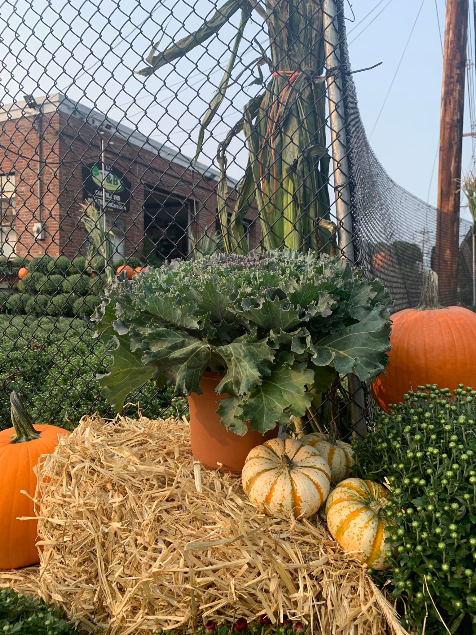 Kale