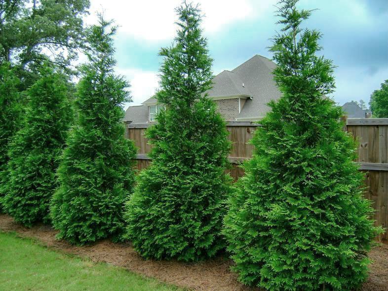 Thuja Green Giant Arborvitae