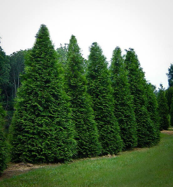 Thuja Green Giant Arborvitae