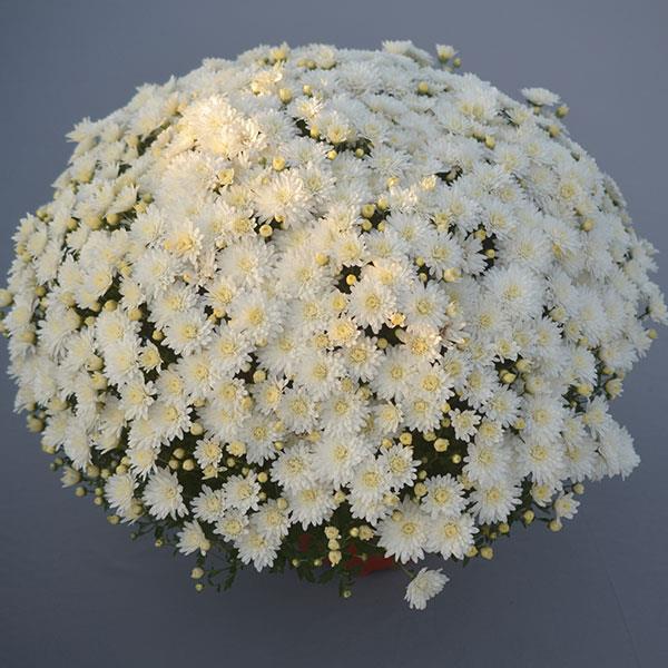 Mums 8” Pot