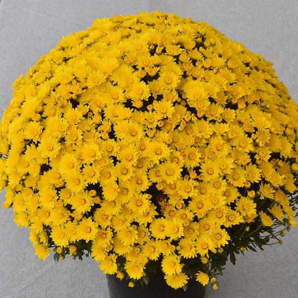 Mums 8” Pot